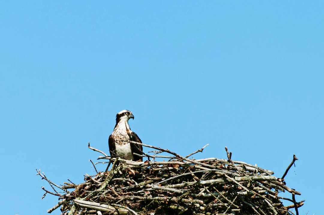 proud-osprey-in-the-nest